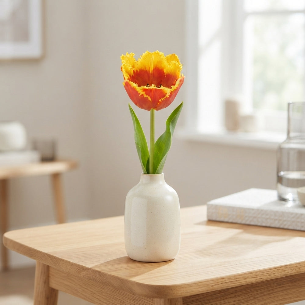 Mixed Fringed Tulip Bulbs (Tulipa) – 12/+