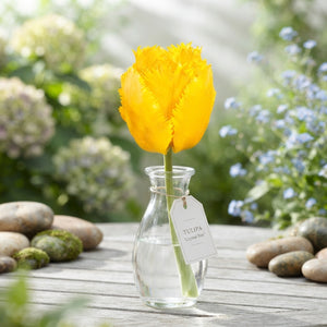 Tulipa 'Fringed Crystal Star' Tulip Bulbs – Size 12/+