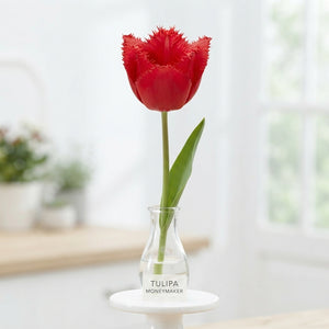 Tulipa Garden Moneymaker Tulip Bulbs – Size 12/+