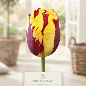 Tulip ‘Helmar’ Triumph Bulbs – 12/+