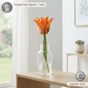 Tulip ‘Triumph’ Flower Bulbs – Pack of 10