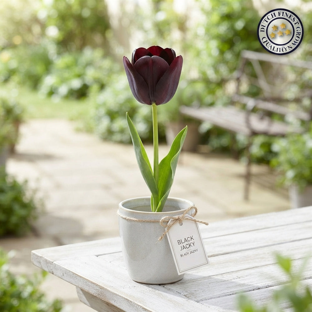 Black Jacky Tulip Bulbs (Tulipa) – 12/+ Bulb Size