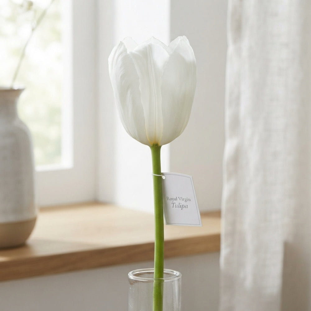Tulipa Triumph ‘Royal Virgin’ Tulip Bulbs – 12/+