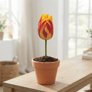 Tulipa Triumph ‘Washington’ Tulip Bulbs – Size 12/+
