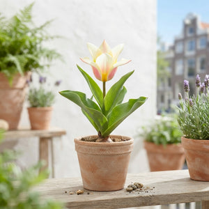 Mixed Kaufmanniana Tulip Bulbs – Pack of 10