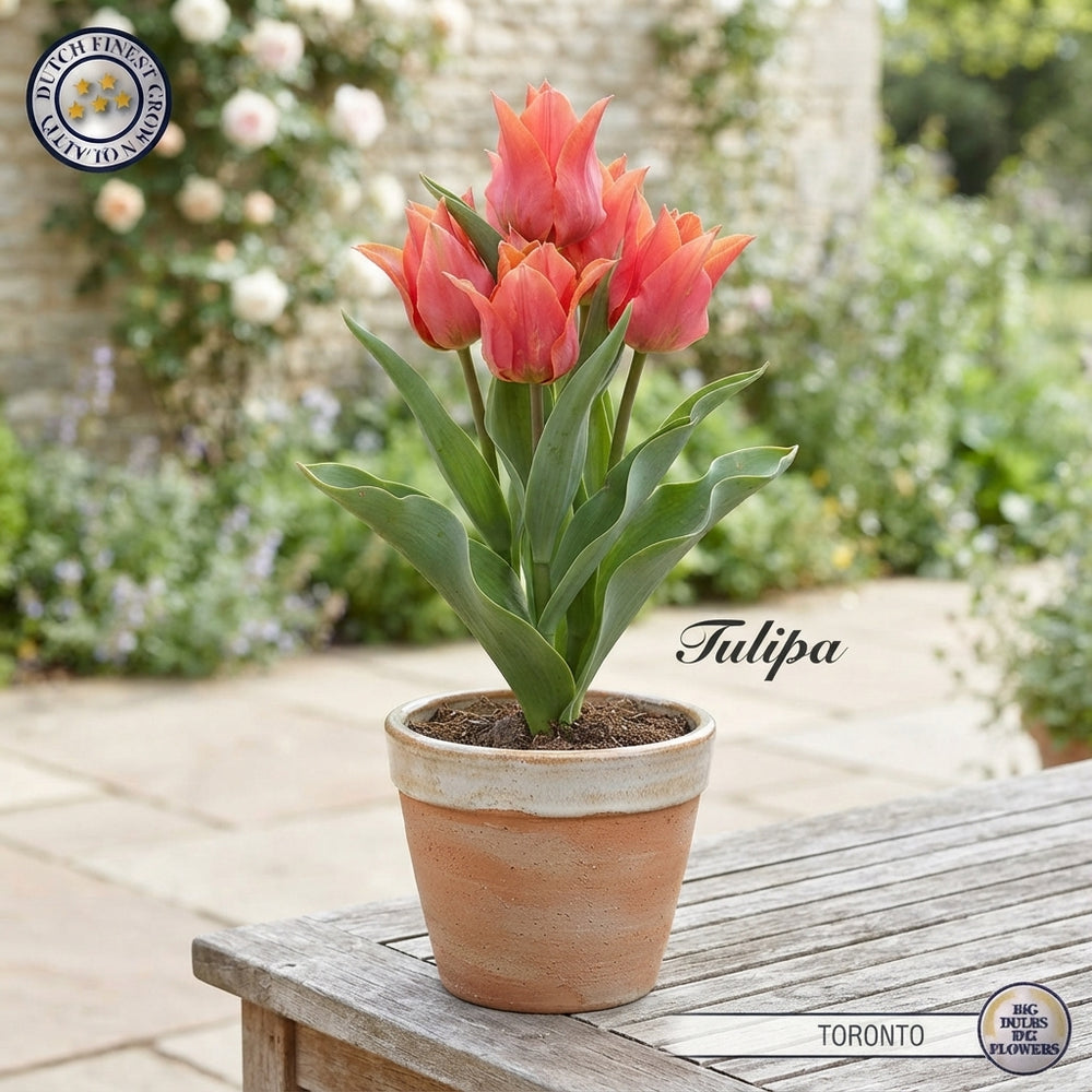 Tulipa Greigii ‘Toronto’ Tulip Bulbs – 12/+