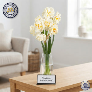 Narcissus ‘Bridal Crown’ Daffodil Flower Bulbs