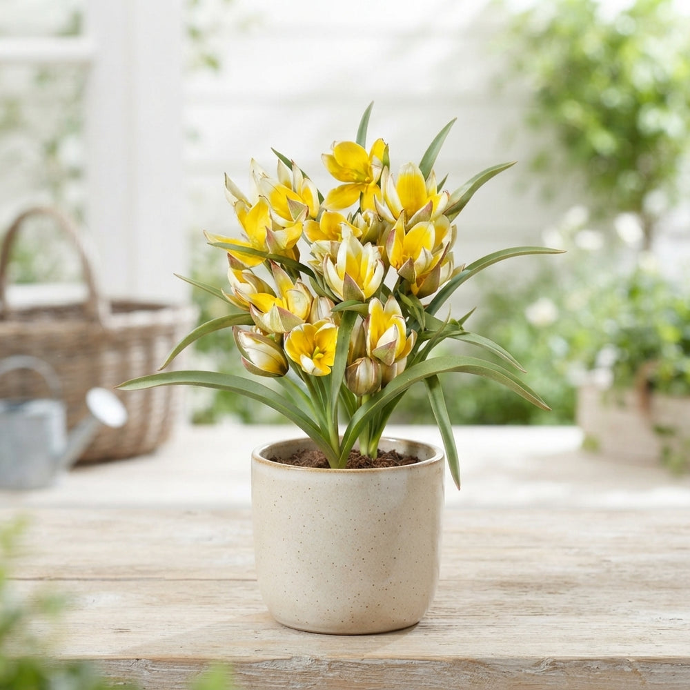 Tulipa tarda Species Tulip Bulbs – Pack of 10