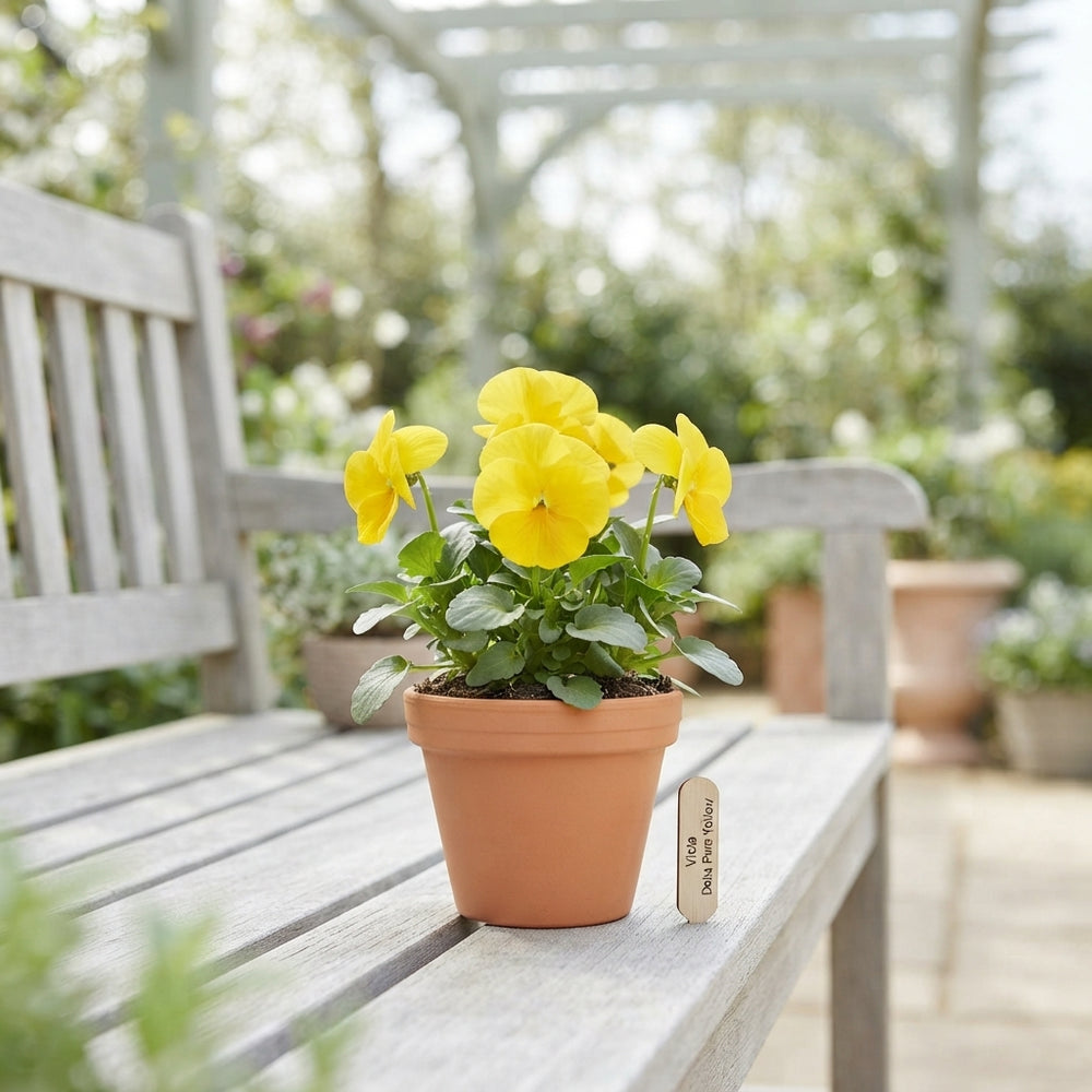 Pure Yellow Pansy (Viola wittrockiana) – 11cm Pot