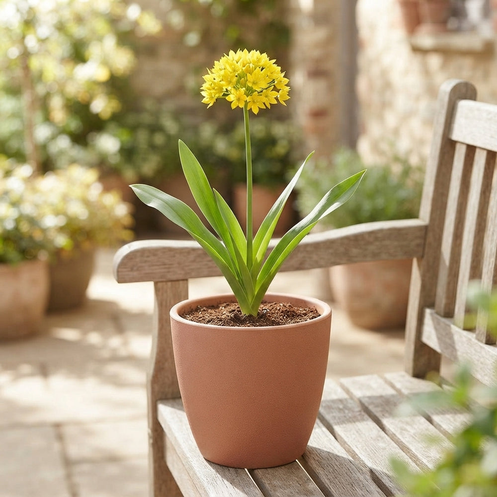 Allium moly Golden Garlic Flower Bulbs