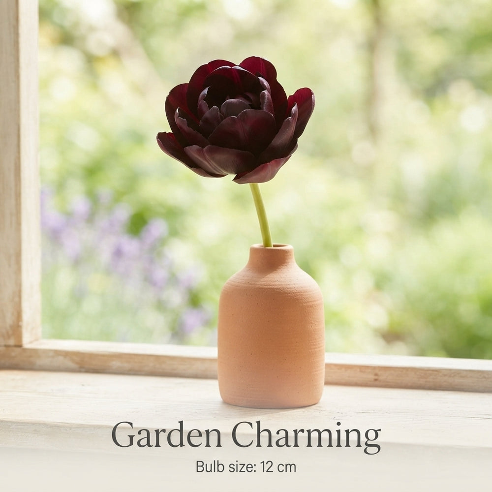 Tulipa Garden Charming Tulip Bulbs – Size 12/+