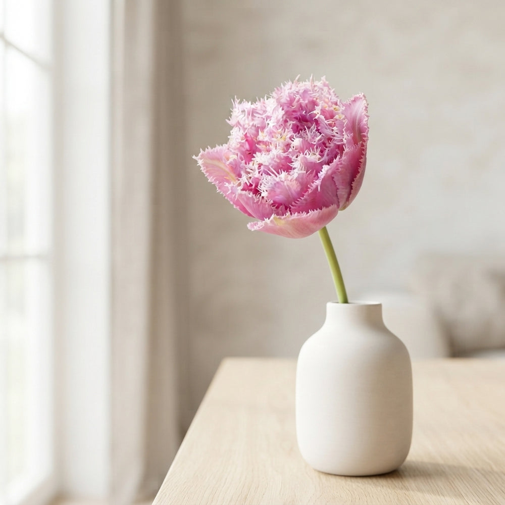 Tulipa ‘Fringed Double Perth’ Tulip Bulbs – 7 Bulbs