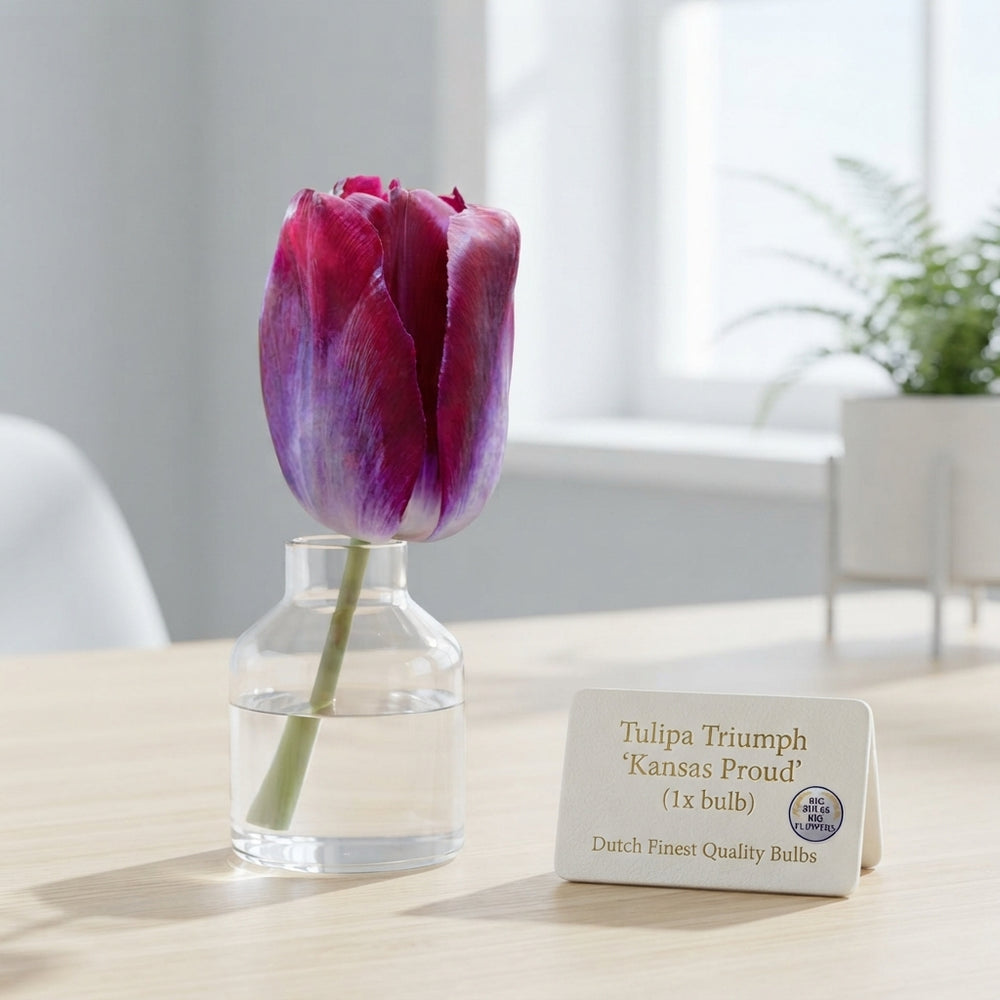 Tulip ‘Kansas Proud’ Triumph Bulbs – 12/+