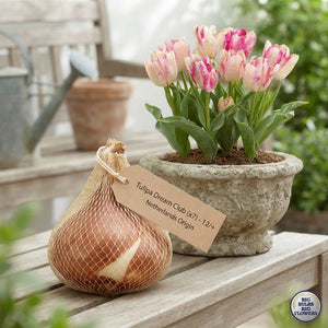 Tulipa Multiflora ‘Dream Club’ – Flower Bulbs