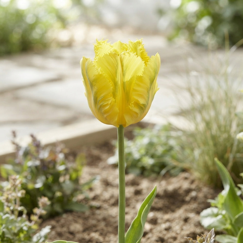 Tulipa 'Texas Gold' Parrot Tulip Bulbs – 7 Bulbs