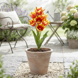 Tulipa Multiflora ‘Wonder Club’ Flower Bulbs – 12/+