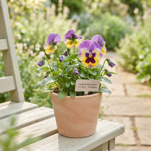 Mixed Viola Pansy (Viola wittrockiana) – 11cm Pot