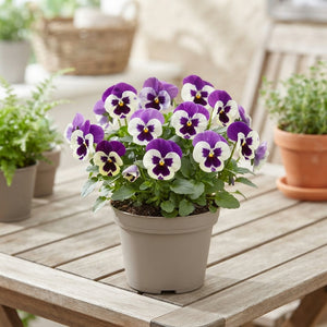 Viola ‘Delta Violet & White’ – 11cm Pot