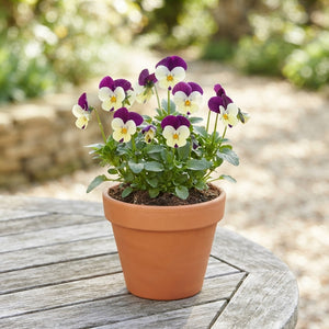 Yellow Horned Violet (Viola cornuta) – 11cm Pot