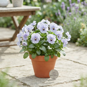 Viola Cornuta ‘Sorbet Marina’ – 11cm Pot