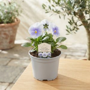 Light Blue Garden Viola (Viola × wittrockiana) – 11cm Pot