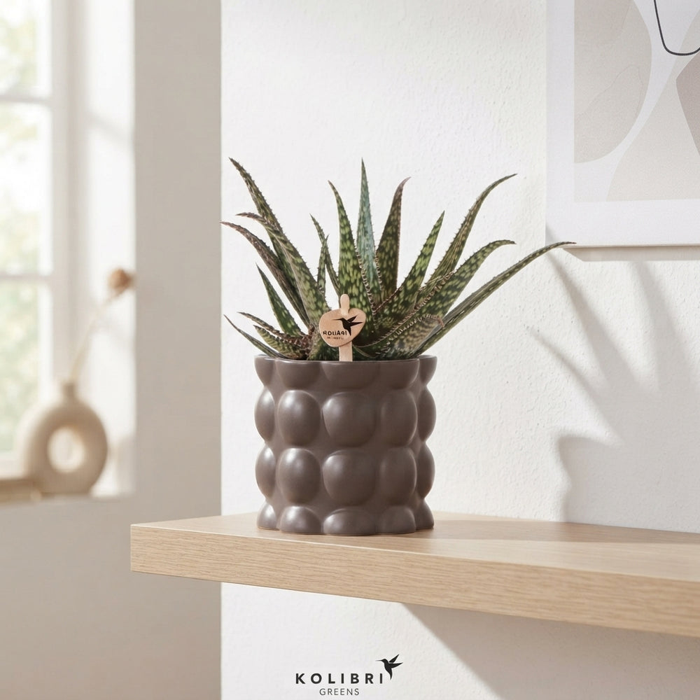 Mixed Cactus and Succulent Arrangement – 9cm Ceramic Pot
