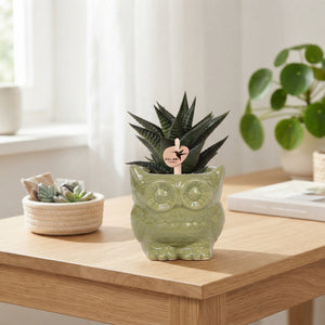 Mixed Succulent Arrangement – 6cm Ceramic Pot