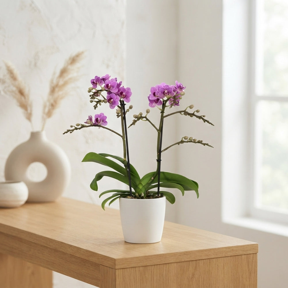 Purple Phalaenopsis Orchid ‘Violet Queen’ – 12cm Pot