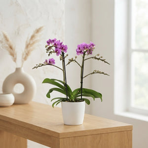 Purple Phalaenopsis Orchid ‘Violet Queen’ – 12cm Pot