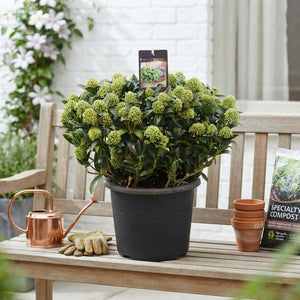 Skimmia japonica 'White Dwarf' – 31cm Pot