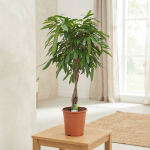 Ficus Amstel King Standard Tree – 24cm Pot, 110cm