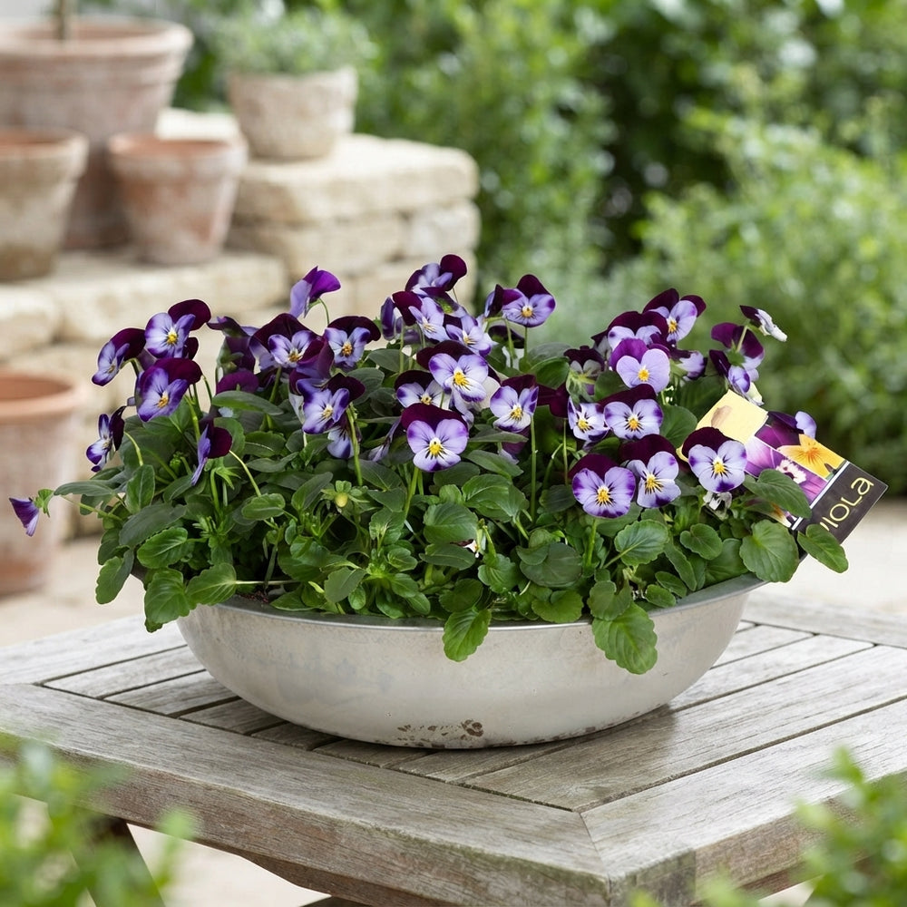 Viola ‘Denim Jump’ – 36cm Pot