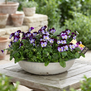Viola ‘Denim Jump’ – 36cm Pot