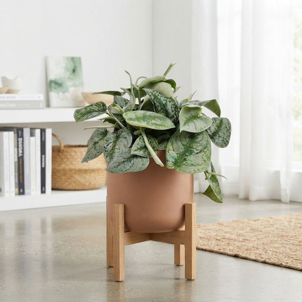 Scindapsus Trebie – 19cm Pot