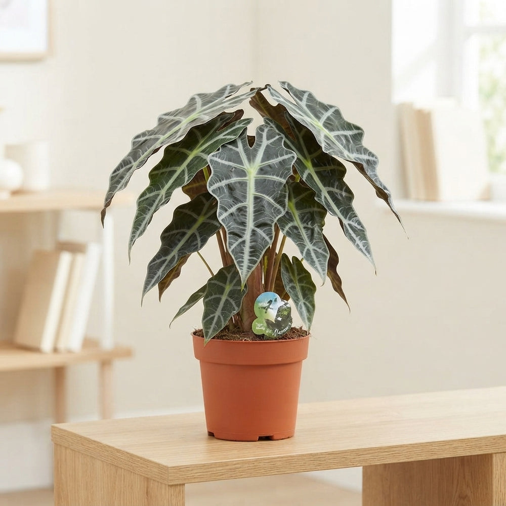 Alocasia Amazonica – 24cm Pot, 65cm High