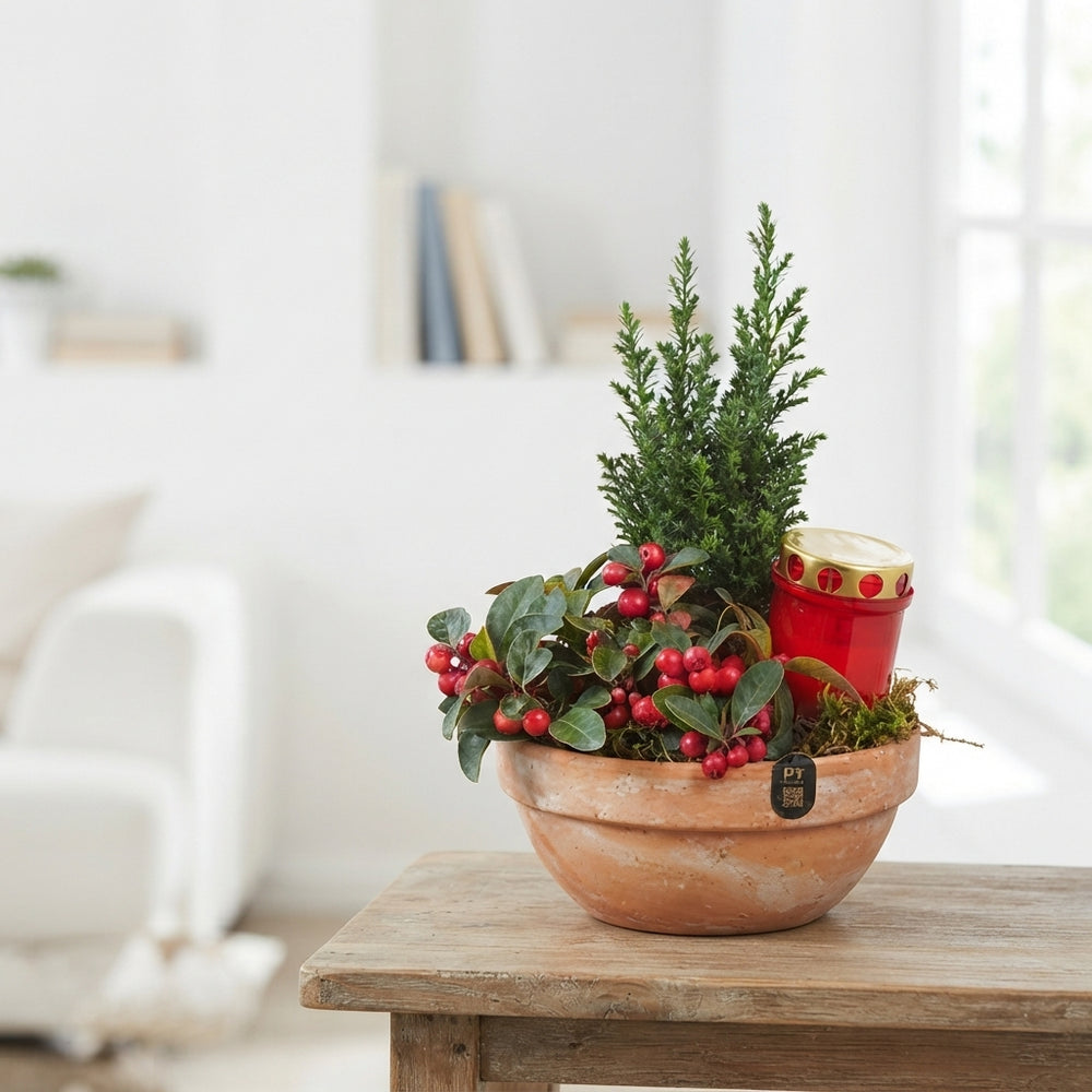 All Saints Terracotta Plant Arrangement – 19cm Pot