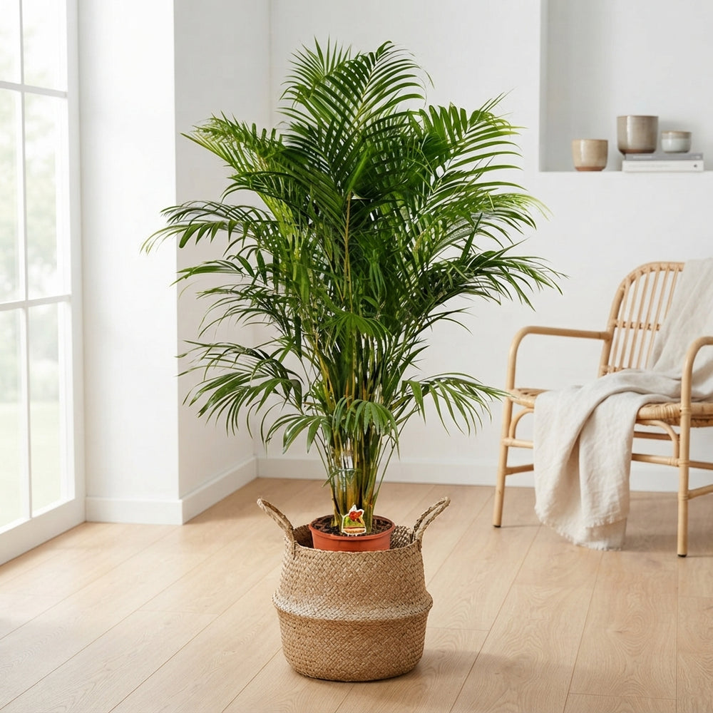 Areca Palm (Dypsis lutescens) – 24cm Pot, 155cm High