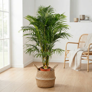 Areca Palm (Dypsis lutescens) – 24cm Pot, 155cm High