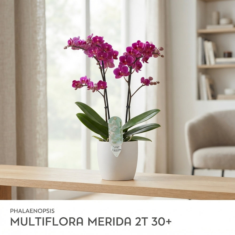 Multiflora Phalaenopsis Orchid – 12cm Pot, 50cm