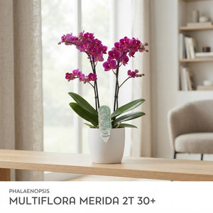 Multiflora Phalaenopsis Orchid – 12cm Pot, 50cm