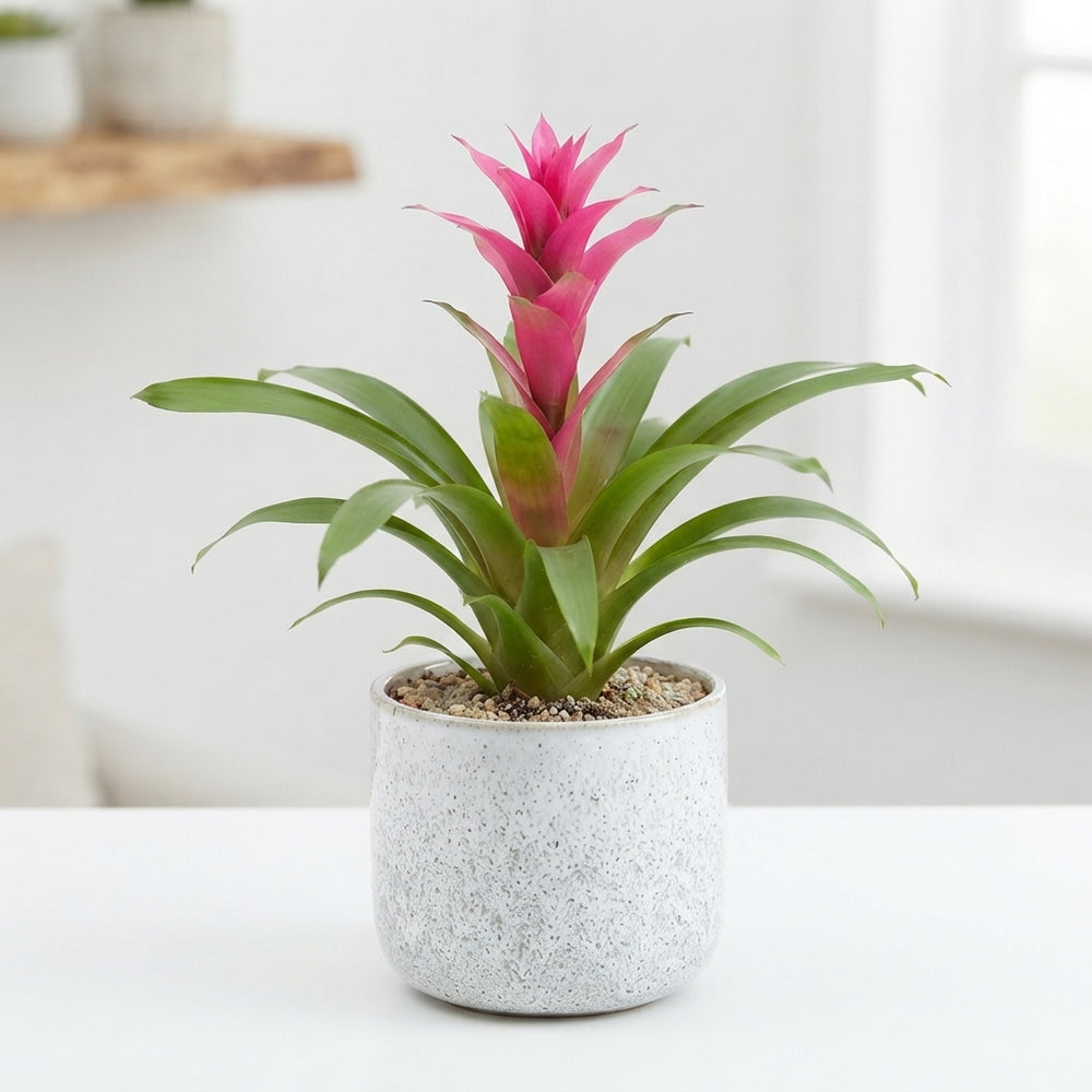 Mixed Bromeliad Houseplant – 12cm Pot, 38cm High