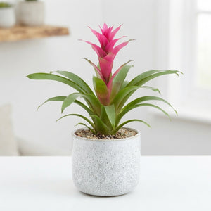 Mixed Bromeliad Houseplant – 12cm Pot, 38cm High