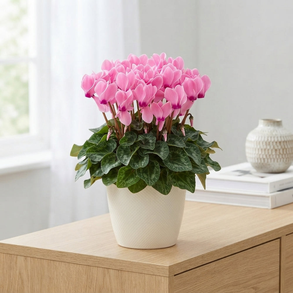 Pink-Flamed Persian Cyclamen (Cyclamen persicum) – 10.5cm Pot