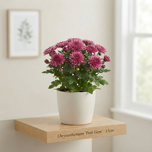 Garden Chrysanthemum (Chrysanthemum indicum) – 15cm Pot