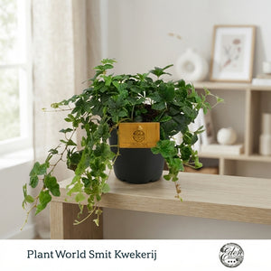 Parthenocissus striata – 12cm Pot