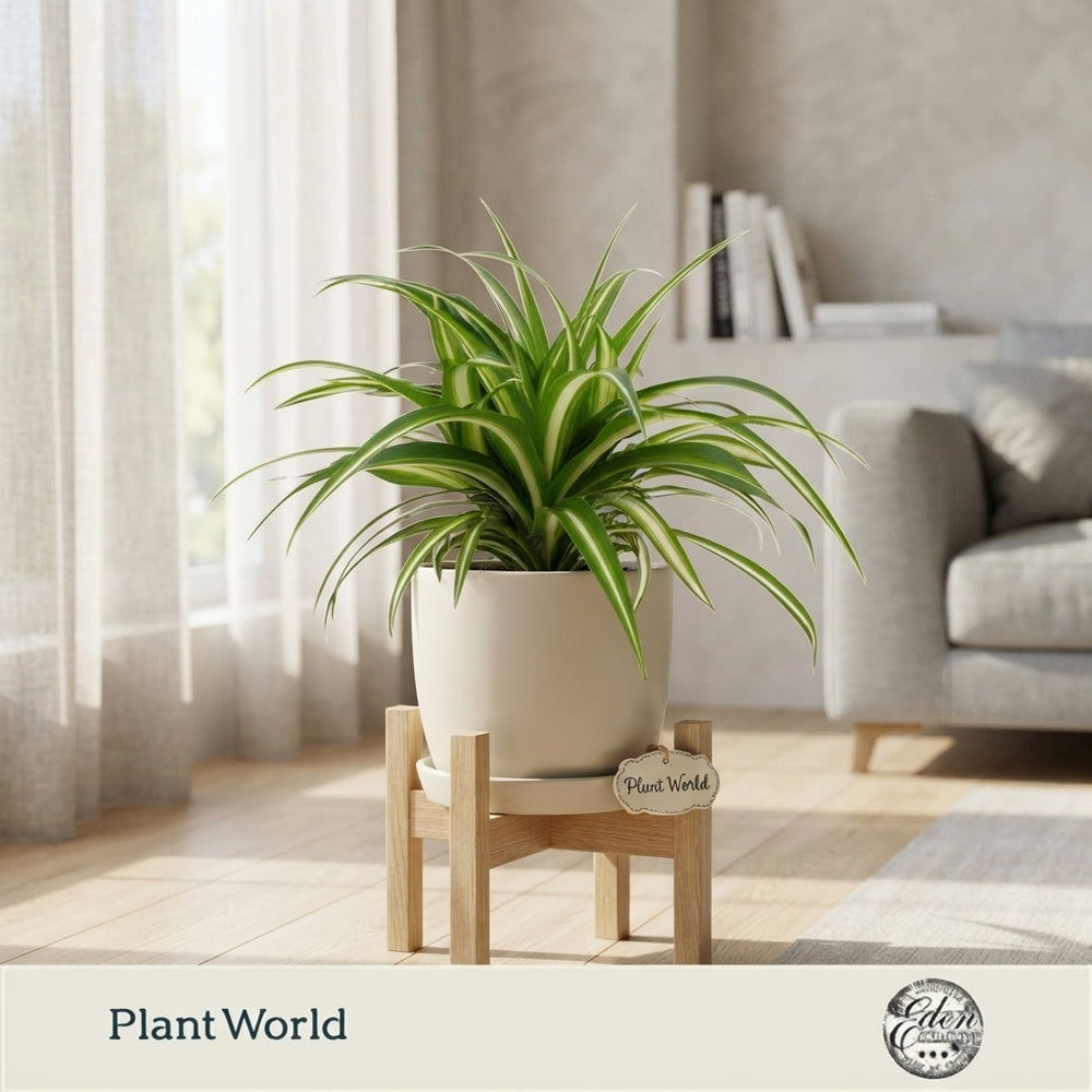 Variegated Spider Plant (Chlorophytum) – 12cm Pot