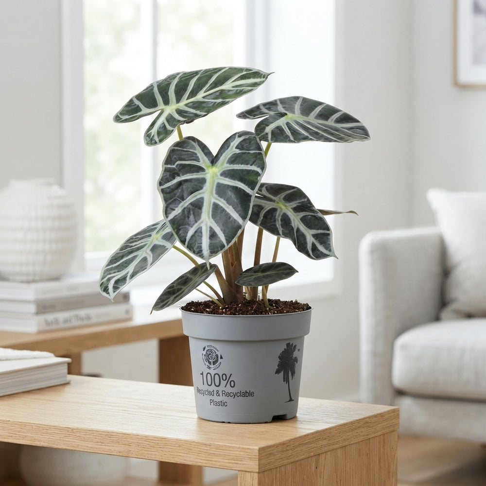 Alocasia Heart-Shaped Green Houseplant – 10.5cm Pot