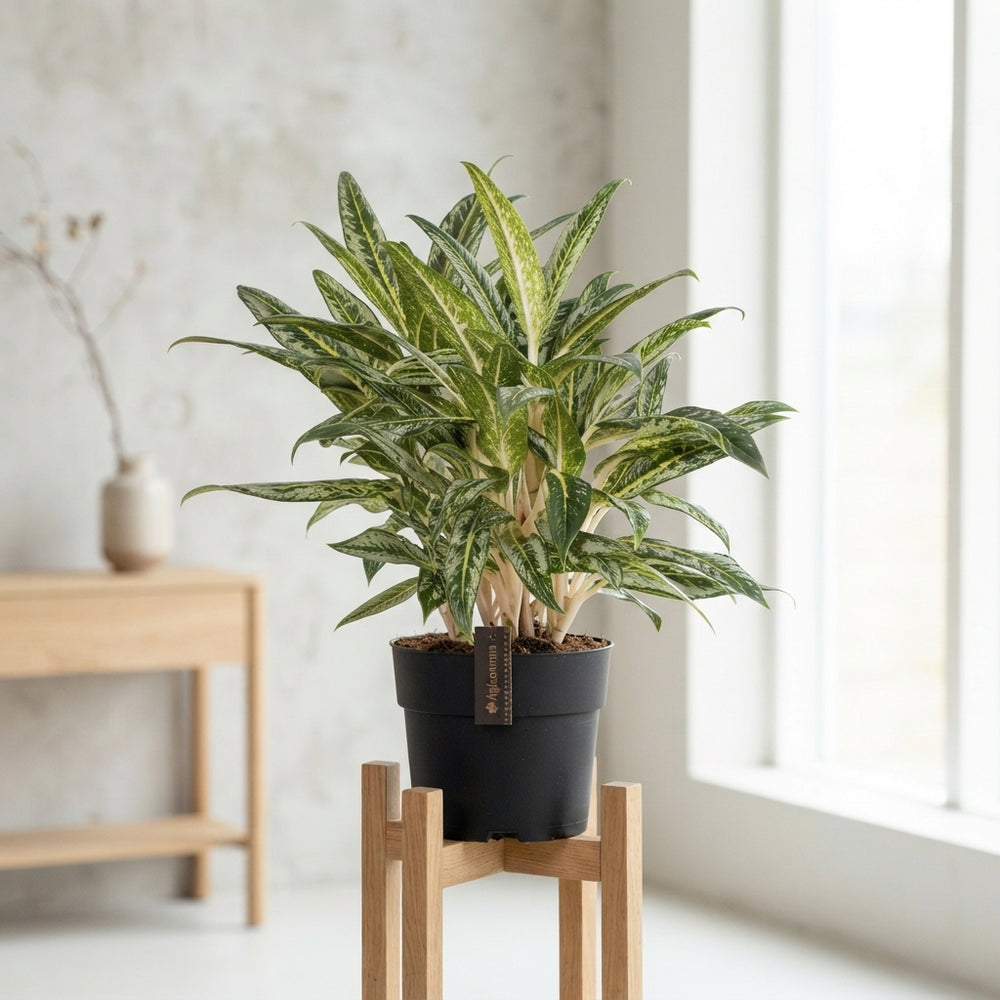 Aglaonema ‘Matcha Lemon’ – 19cm Pot, 65cm High