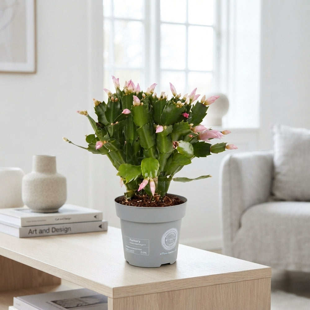 Christmas Cactus (Schlumbergera) – 14cm Pot