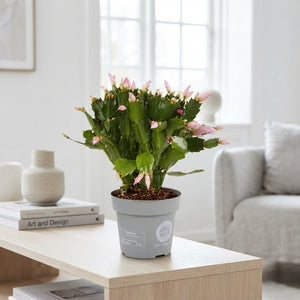 Christmas Cactus (Schlumbergera) – 14cm Pot